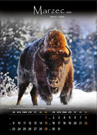 Kalendarz wieloplanszowy STANDARD – Tajemnicze Bieszczady | J-WP 127