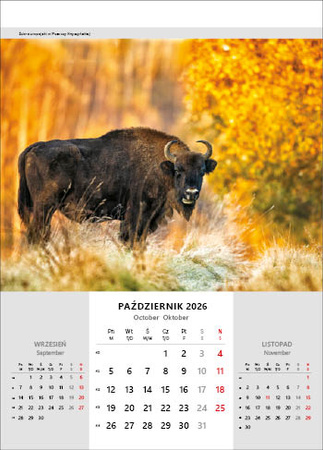 Kalendarz wieloplanszowy STANDARD – Niesamowita Polska | J-WP 116