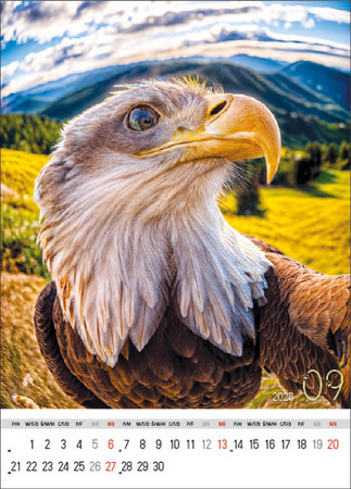 Kalendarz wieloplanszowy STANDARD – Selfie | J-WP135