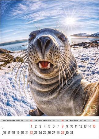 Kalendarz wieloplanszowy STANDARD – Selfie | J-WP135