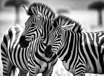 Kalendarz czterodzielny – Zebry | J-C61BK