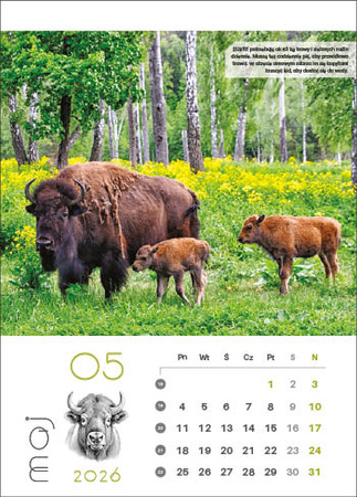 Kalendarz wieloplanszowy STANDARD – Leśne rodziny | J-WP 128