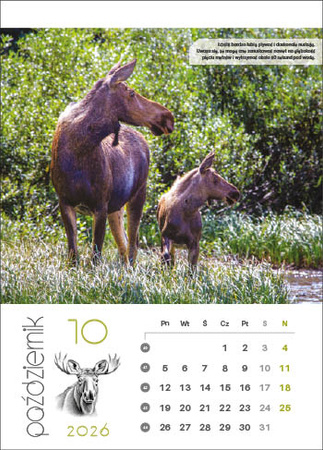 Kalendarz wieloplanszowy STANDARD – Leśne rodziny | J-WP 128