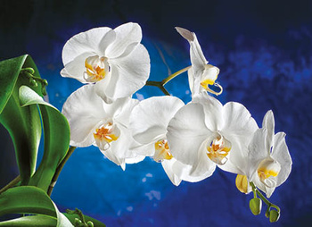 Kalendarz trójdzielny STANDARD – Orchidea | J-T45BK