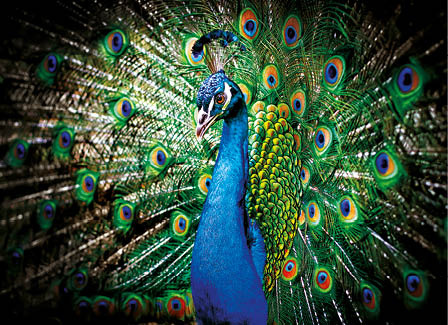 Kalendarz trójdzielny STANDARD – Paw | J-T 72 BK