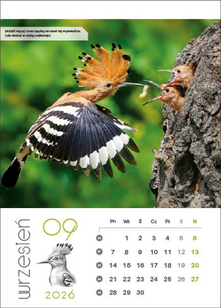 Kalendarz wieloplanszowy STANDARD – Leśne rodziny | J-WP 128