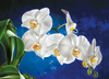 Kalendarz trójdzielny STANDARD – Orchidea | J-T45BK