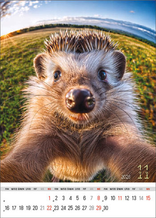 Kalendarz wieloplanszowy STANDARD – Selfie | J-WP135