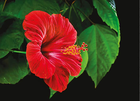 Kalendarz trójdzielny STANDARD – Kwiat | J-T 76 BK