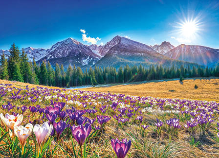 Kalendarz trójdzielny STANDARD – Krokusy | J-T 43 BK