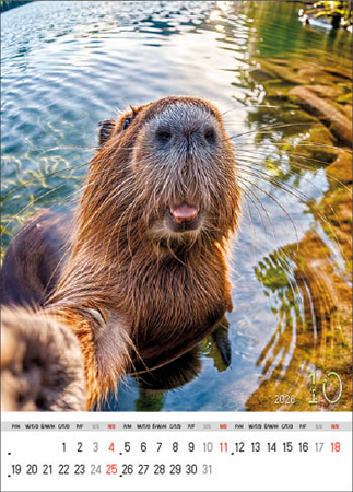 Kalendarz wieloplanszowy STANDARD – Selfie | J-WP135